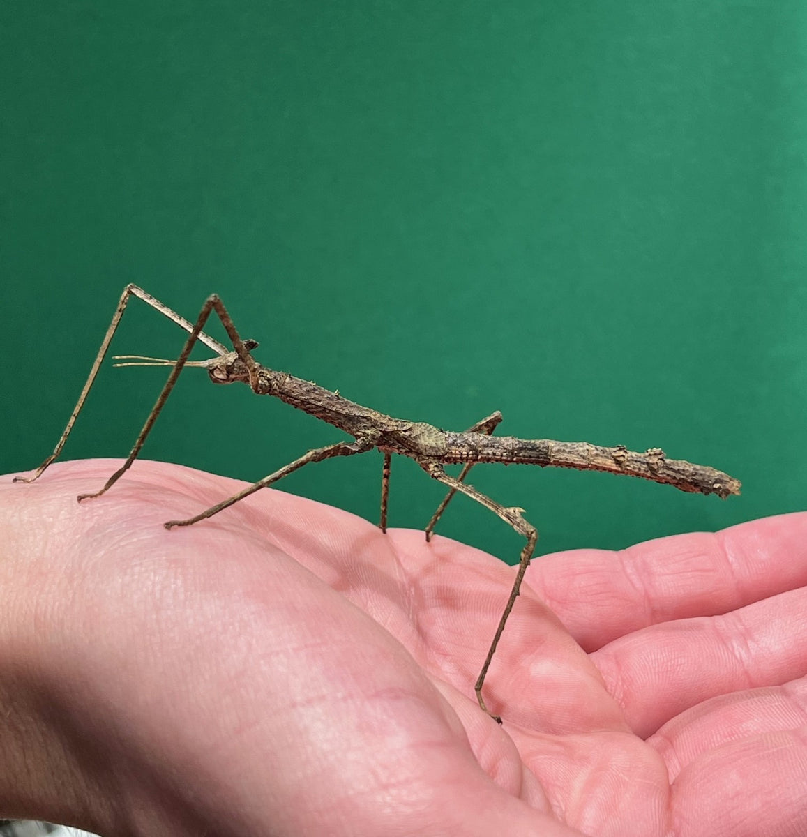 Stick Insect – The Pet Connection