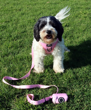 Lottie And Lotus Harness Step In Fairy Tail Pink Sml