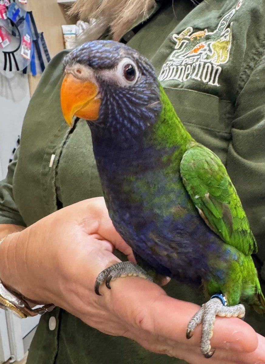 Hand Raised Blue Chested Rainbow Lorikeet The Pet Connection