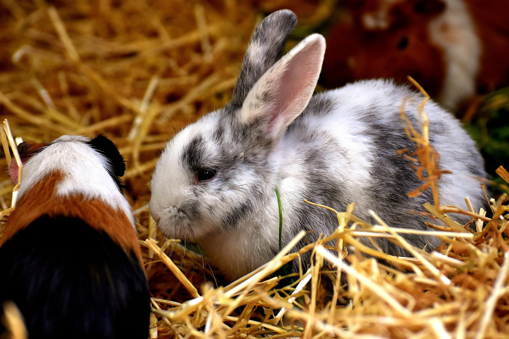 Bunnies are the most adorable companions!