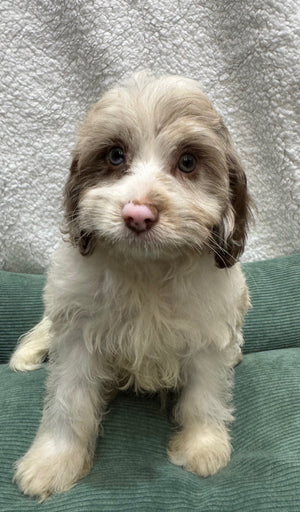 Cavoodle Puppy Male Chocolate Merle Parti 167