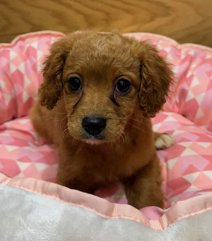 Toy Cavoodle Puppy Female Ruby 341
