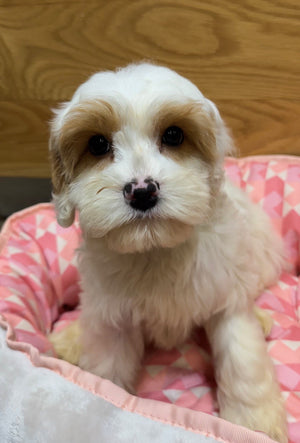 Toy Cavoodle Puppy Female Blenheim 381