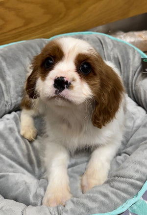 Cavalier King Charles Puppy Male Blenheim 613