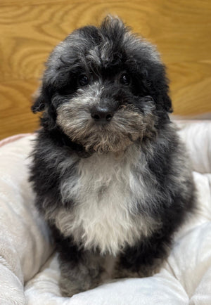 Toy Poodle Puppy Male Blue Merle 976