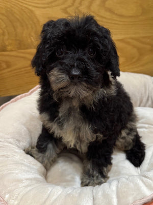 Toy Poodle Puppy Female Blue Merle 977