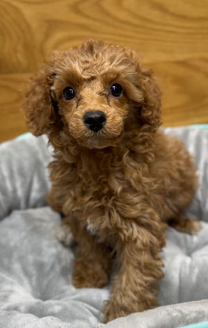 Toy Poodle Puppy Female Apricot 994