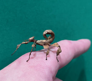 Stick Insect