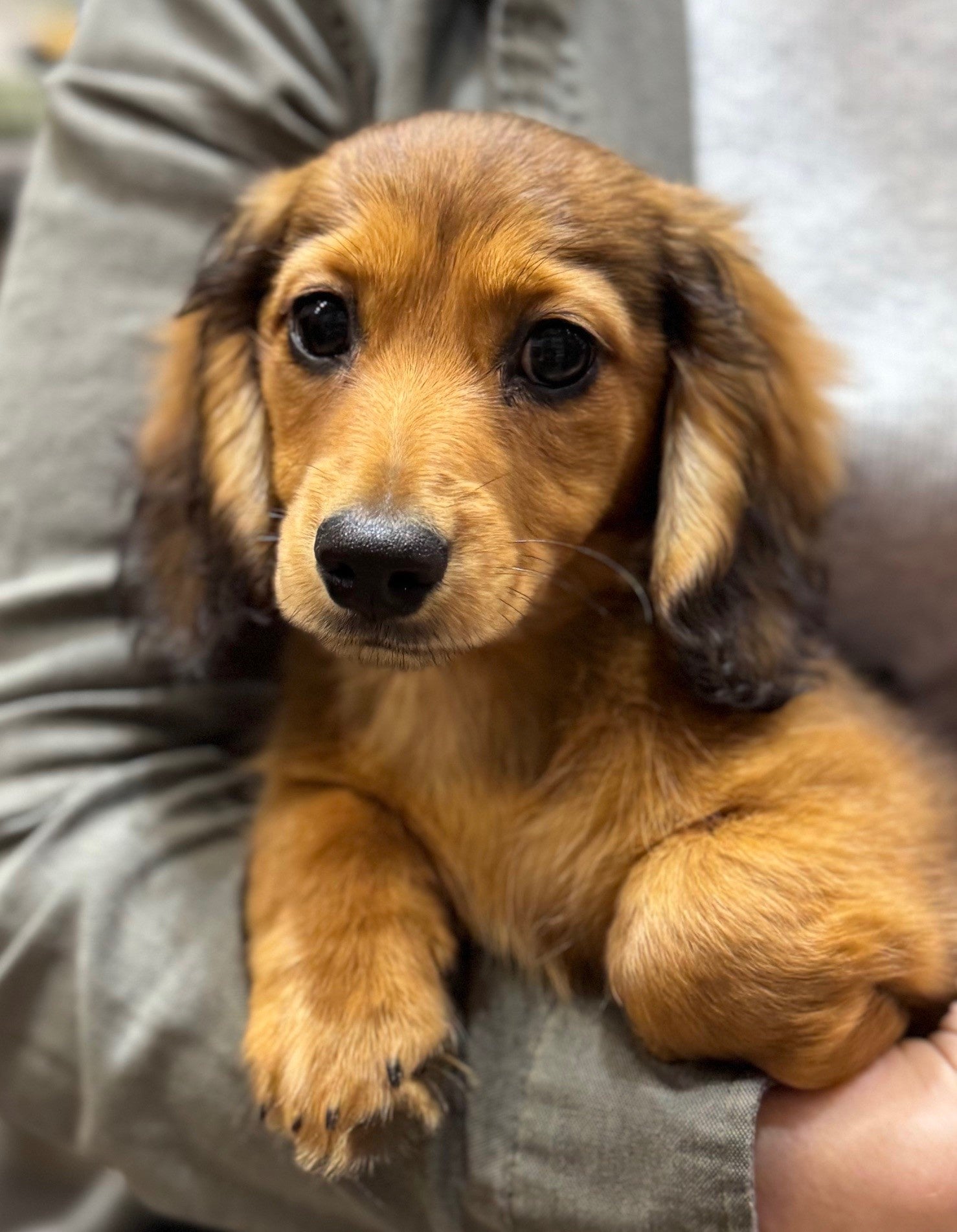 Red And White Long Haired Dachshund Sable Miniature Dachshund