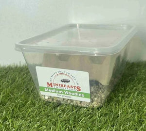 Minibeasts Woodies Medium Tub