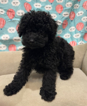 Toy Poodle Puppy Male Black 546