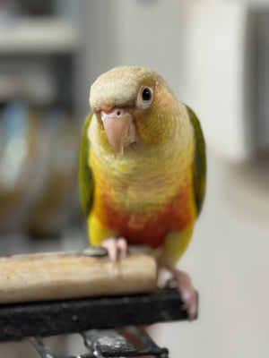 Hand Raised Green Cheek Conure - Pineapple