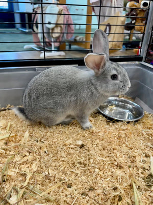 Mini Lop X Rabbit - Male
