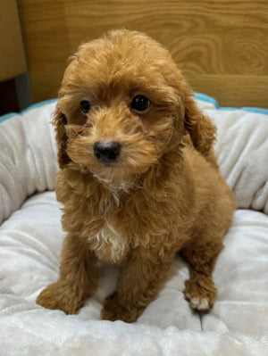 Toy Poodle Puppy Male Red 558