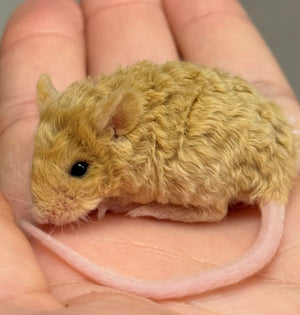 Pet Mice Texel - Female