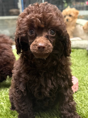 Toy Poodle Puppy Female Chocolate 229