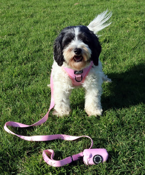 Lottie And Lotus Harness Fairy Tail Pink Sml